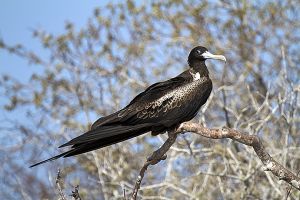 Genovesa Island, Galapagos 549.jpg